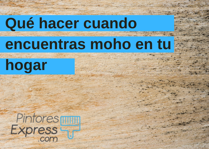 Qué hacer cuando encuentras moho en tu hogar Qué hacer cuando encuentras moho en tu hogar
